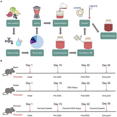 Functional evaluation of pure natural edible Ferment: protective function on ulcerative colitis